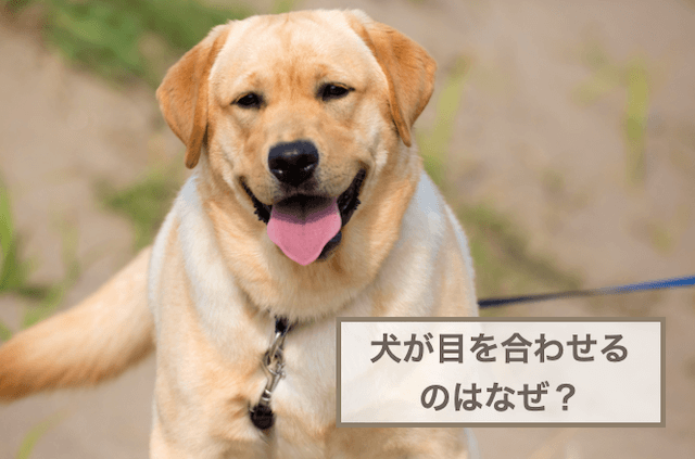 犬と目を合わせてはいけない？犬が目を合わせる理由