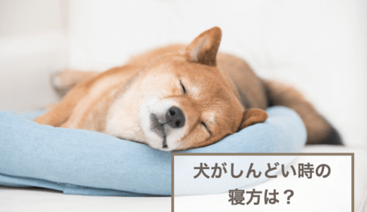 犬がしんどい時の寝方は？対処法や注意すべきこと