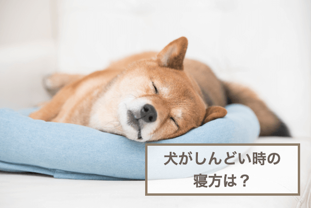 犬がしんどい時の寝方は？対処法や注意すべきこと