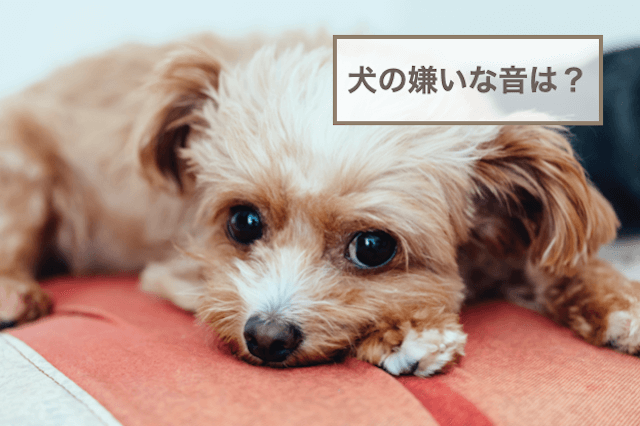 犬の嫌いな音は？嫌いな音に慣れさせる方法や予防法