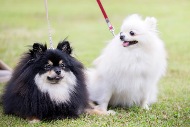 散歩中の犬