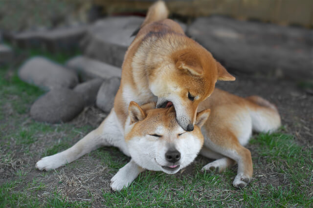 じゃれる柴犬