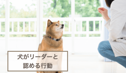 犬がリーダーと認める行動7選！犬になめられている行動も