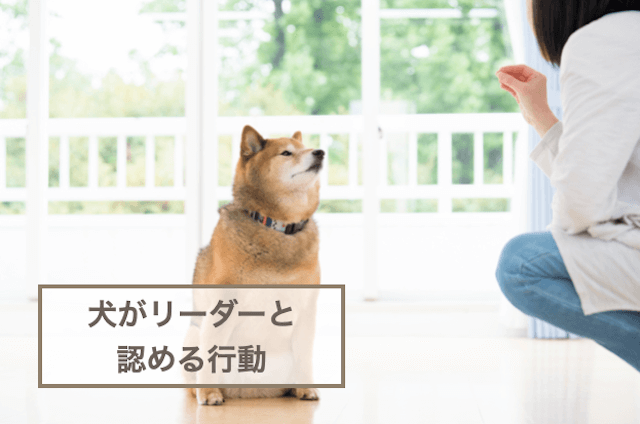 犬がリーダーと認める行動7選！犬になめられている行動も