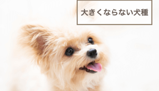 大きくならない犬種15選！特徴やサイズなど