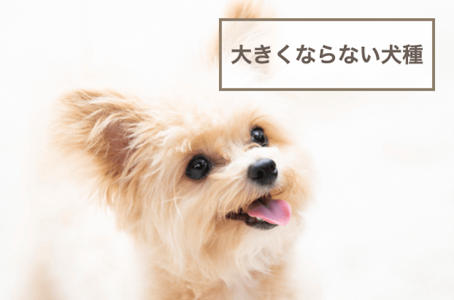 大きくならない犬種15選！特徴やサイズなど