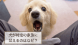 犬が特定の家族に吠えるのはなぜ？吠えられないようにする対策も