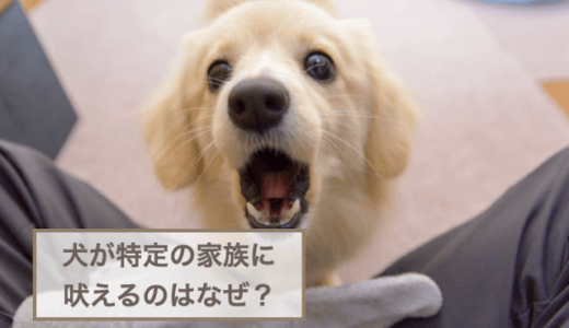 犬が特定の家族に吠えるのはなぜ？吠えられないようにする対策も