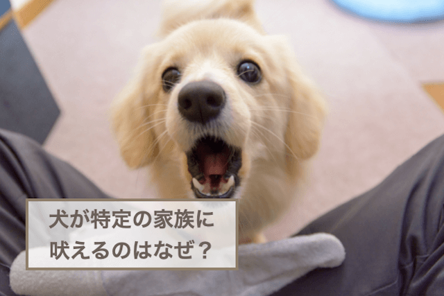 犬が特定の家族に吠えるのはなぜ？吠えられないようにする対策も