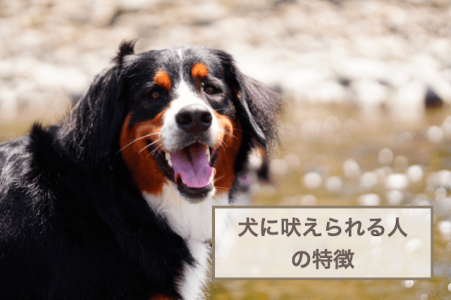 犬に吠えられる人の特徴9選！吠えられない・好かれるようにするための方法