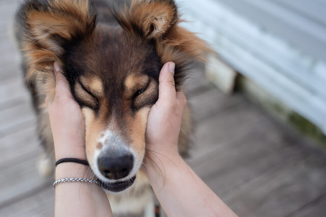 犬の顔を手で触る飼い主さん