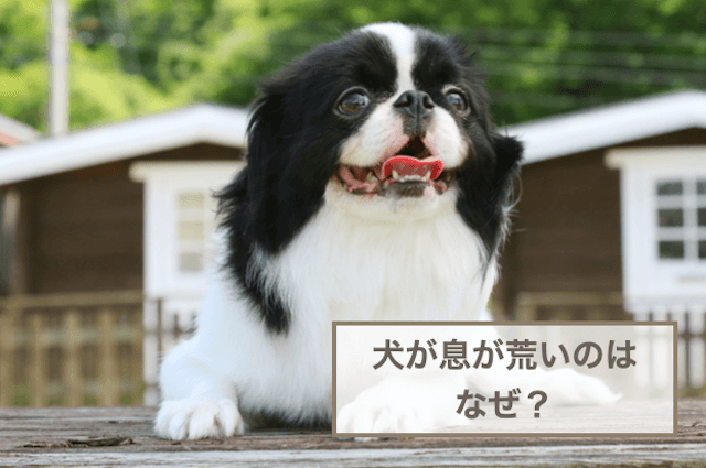 犬が息が荒いのはなぜ？原因や対処法