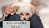 犬が飼い主さんにくっついて寝るのはなぜ？寝る場所による違いも