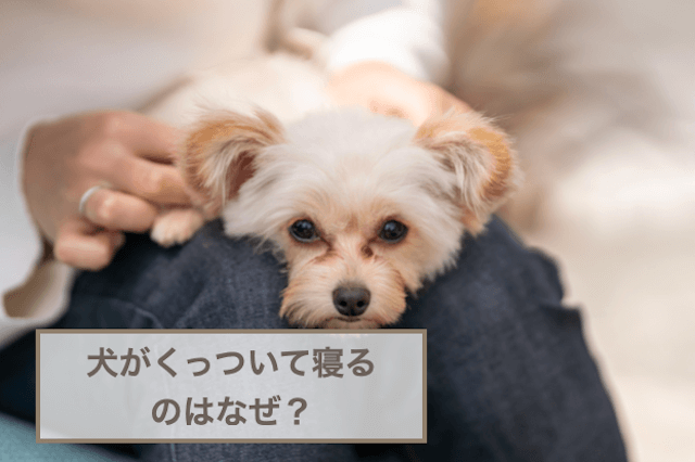 犬が飼い主さんにくっついて寝るのはなぜ？寝る場所による違いも