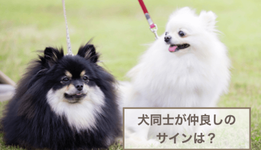 犬同士が仲良しのサインは？犬同士が仲良くなるために気をつけることも