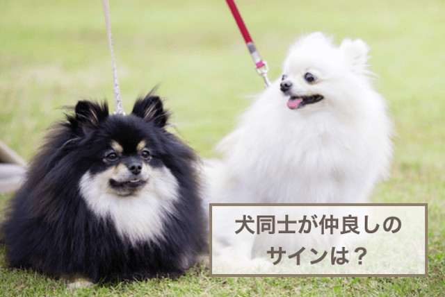 犬同士が仲良しのサインは？犬同士が仲良くなるために気をつけることも