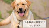 犬の散歩は週末だけでもよい？できない場合の対処法