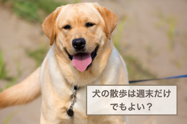 犬の散歩は週末だけでもよい？できない場合の対処法