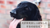 犬が舌出しっぱなしにするのはなぜ？考えられる理由