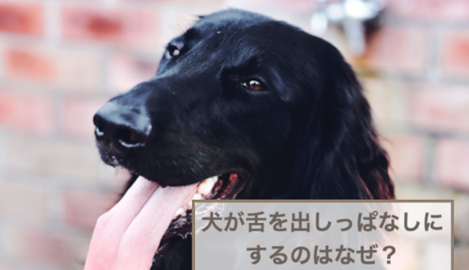 犬が舌出しっぱなしにするのはなぜ？考えられる理由