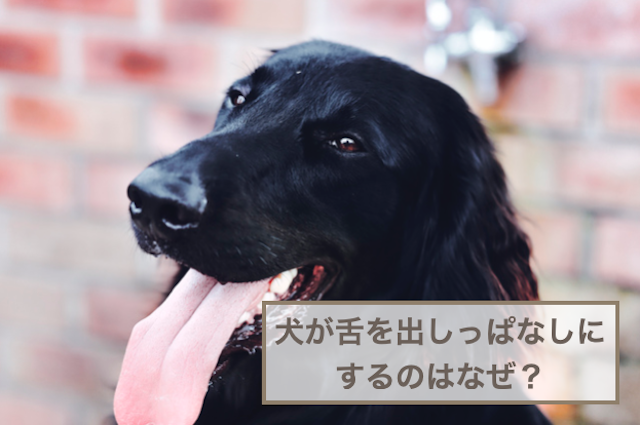 犬が舌出しっぱなしにするのはなぜ？考えられる理由