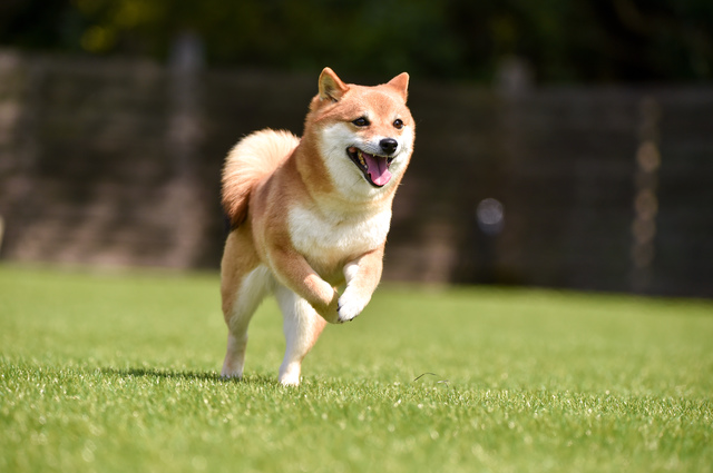 柴犬