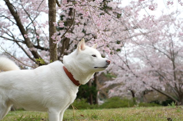 北海道犬