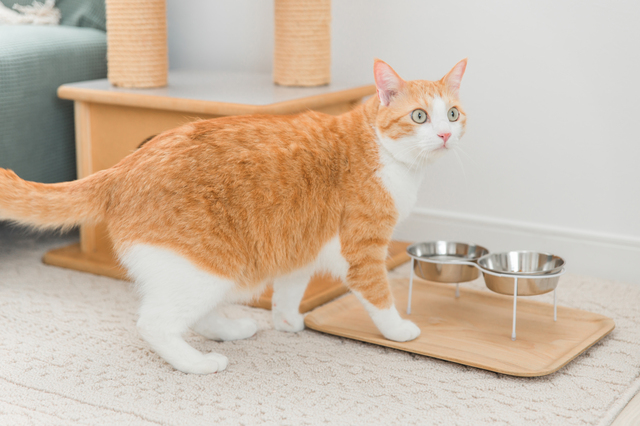 餌を食べようとする猫