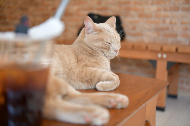 猫カフェで目を閉じる猫