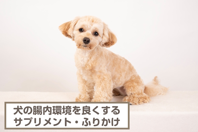 犬の腸内環境を良くするサプリメント・ふりかけのおすすめ4選！