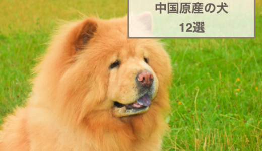 中国原産の犬12選！特徴や性格などをご紹介！