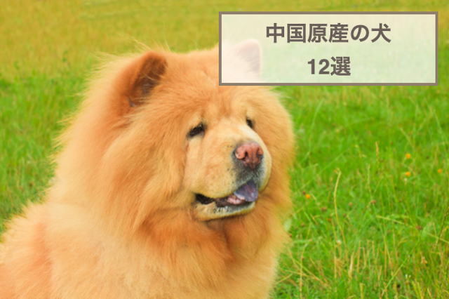 中国原産の犬12選！特徴や性格などをご紹介！