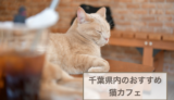 千葉県内のおすすめ猫カフェ！選ぶときのポイントや注意点