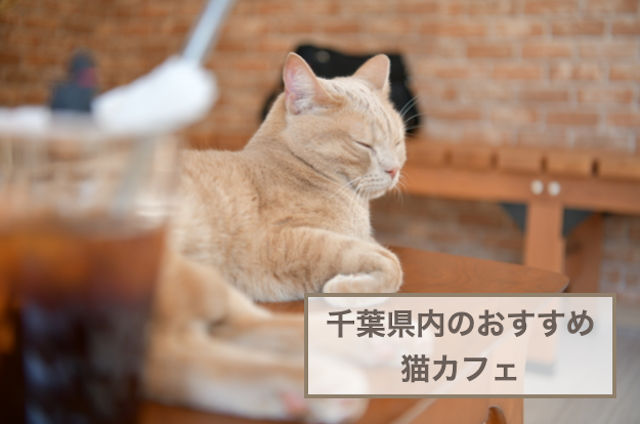 千葉県内のおすすめ猫カフェ！選ぶときのポイントや注意点