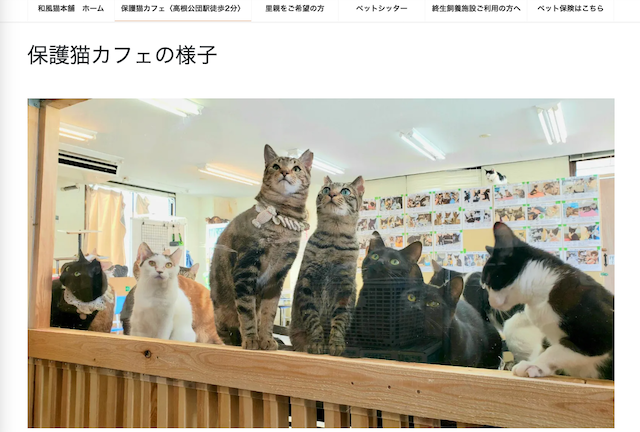 保護猫カフェ和風猫本舗