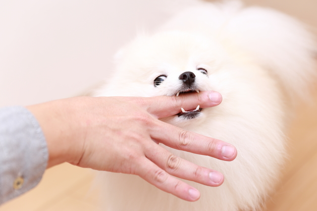 人の指を噛む犬