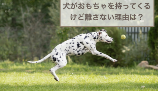 犬がおもちゃを持ってくるけど離さない理由は？対処法や注意点など