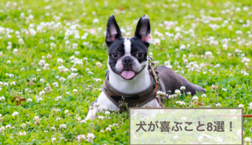 犬が喜ぶこと8選！喜んだときに見せる行動も