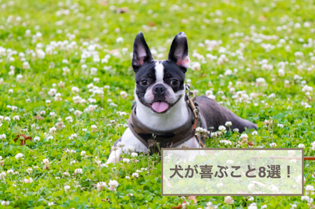 犬が喜ぶこと8選！喜んだときに見せる行動も