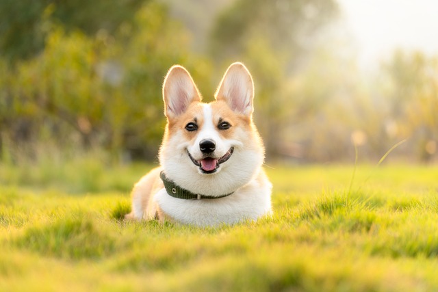 コーギーは抜け毛が多い犬種