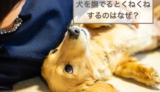 犬を撫でるとくねくねするのはなぜ？仰向けでくねくねする理由も