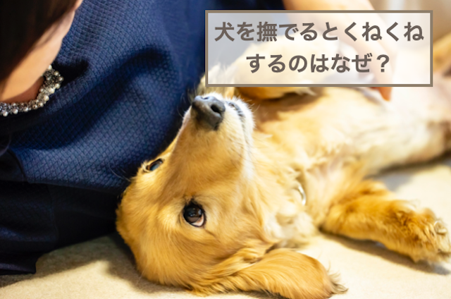 犬を撫でるとくねくねするのはなぜ？仰向けでくねくねする理由も