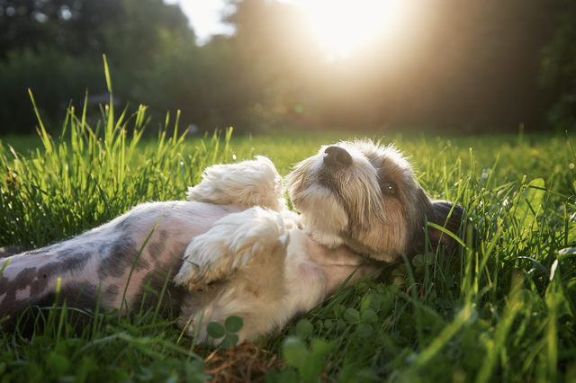 芝生で仰向けになる犬