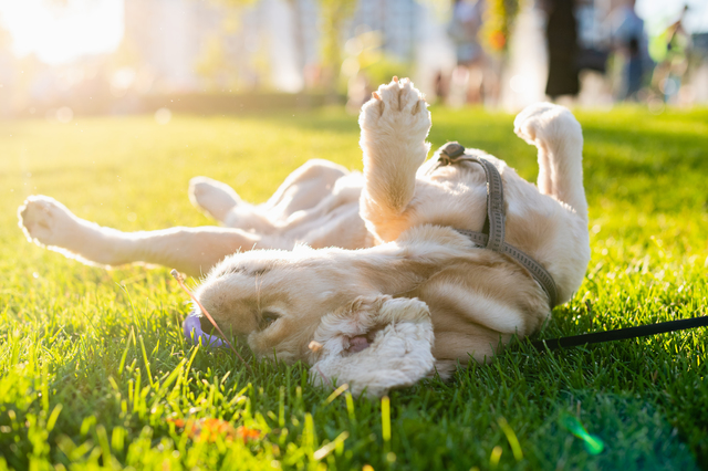 芝生でくねくねする犬