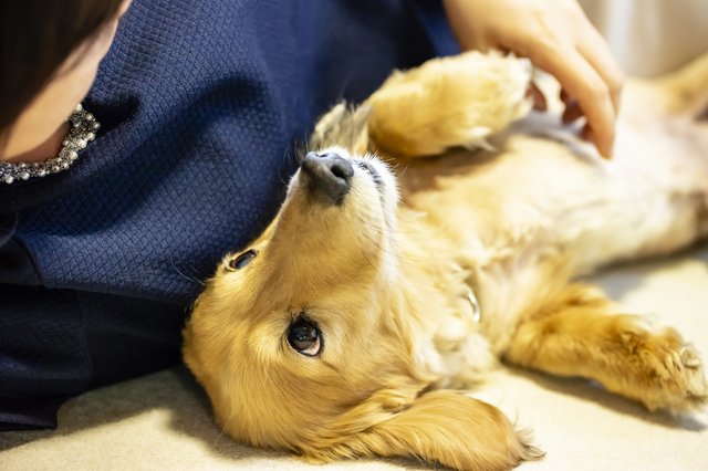 撫でられて仰向けになっている犬