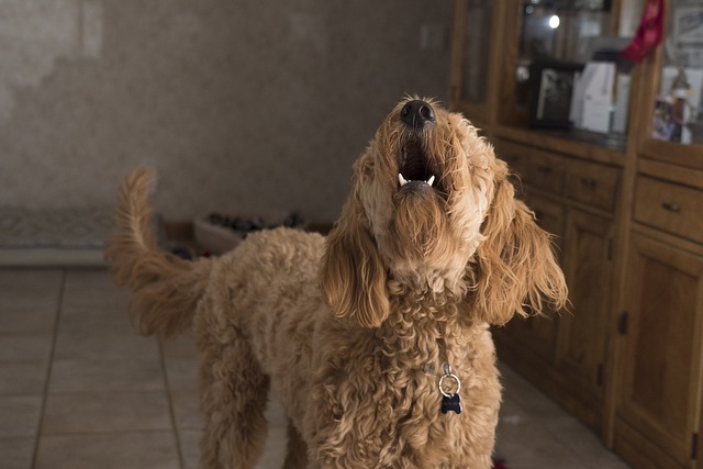 何もないのに犬が吠える6つの理由