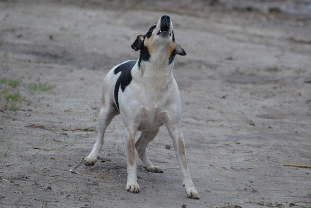 何もないのに犬が吠える際の対策・しつけ