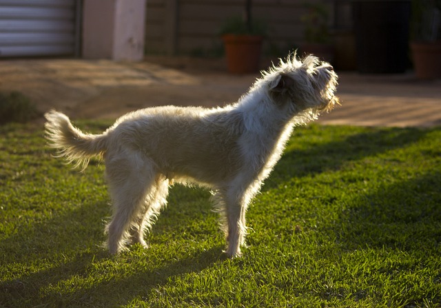 何もないのに犬が吠える際にやってはいけない対策・しつけ