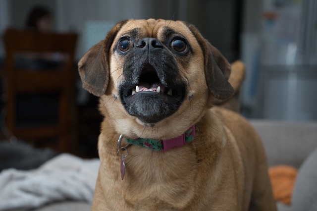 犬が吠える際に叱り方を間違えると起こること