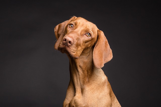 何もないのに犬が吠える際のよくある質問